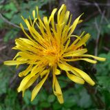 Crepis sibirica. Соцветие с кормящейся мухой. Свердловская обл., окр. г. Североуральск, р-н скал Три Брата, обочина тропинки в лиственнично-елово-сосновом лесу. 06.08.2018.