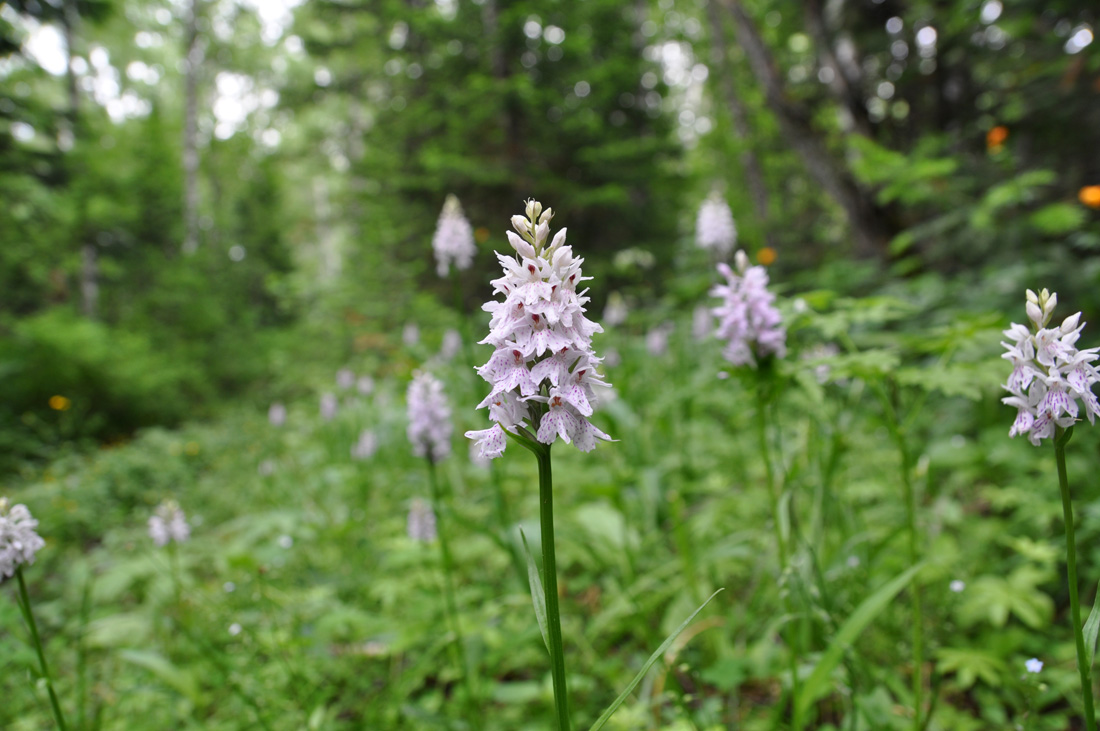 Image of Dactylorhiza fuchsii specimen.