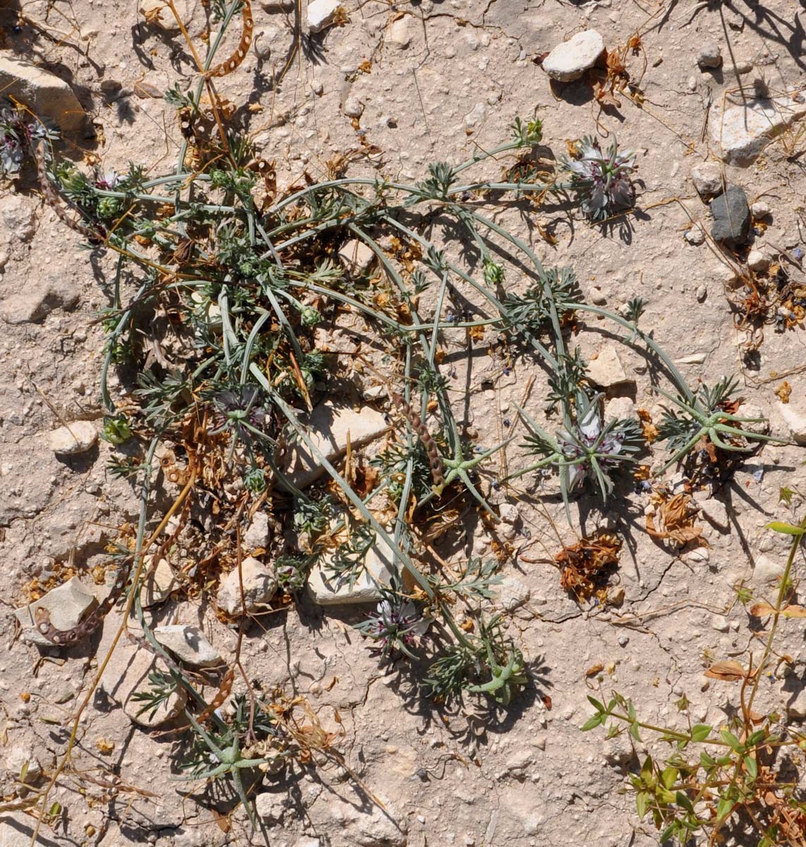 Image of Nigella fumariifolia specimen.