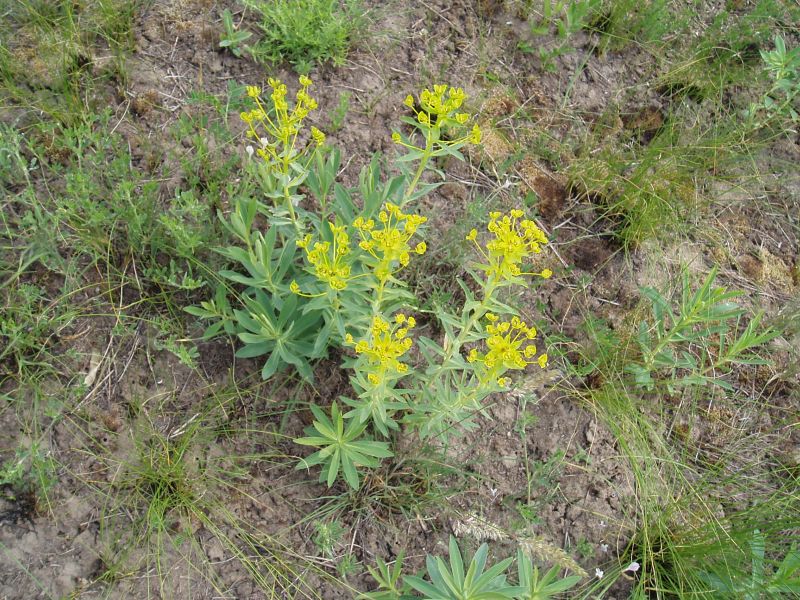 Image of Euphorbia stepposa specimen.