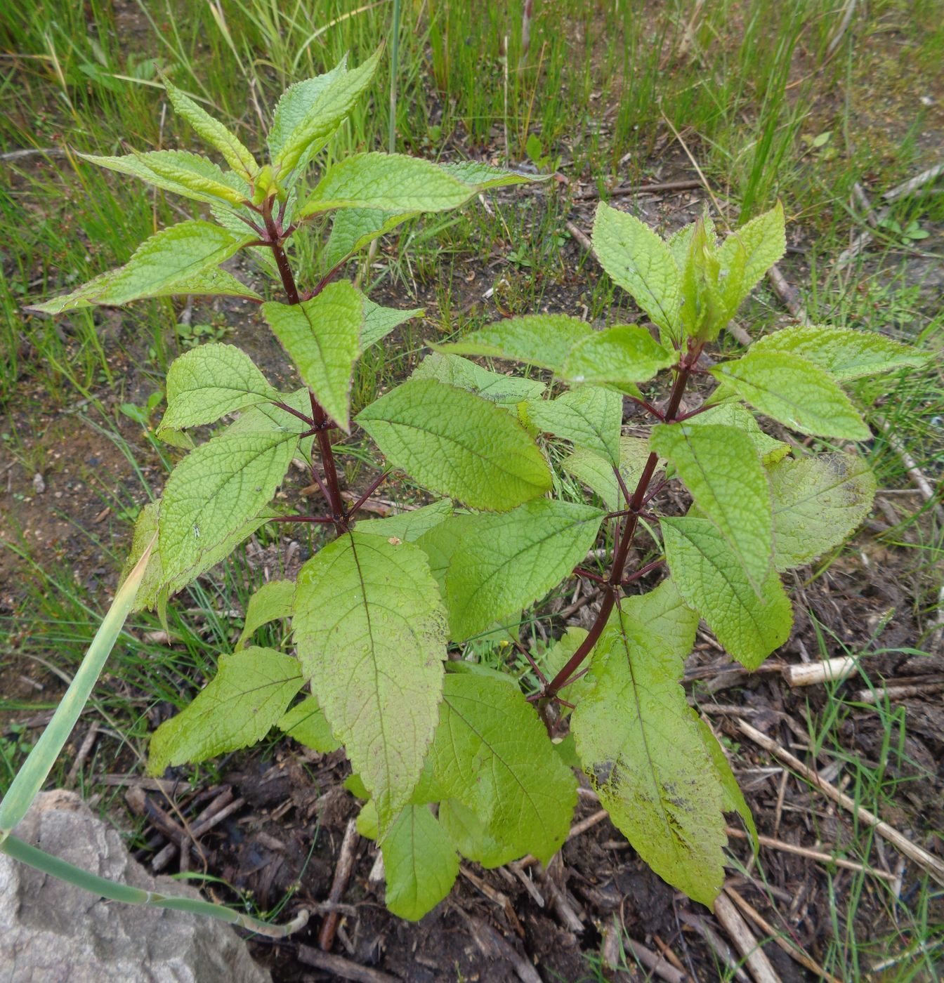 Image of Eupatorium purpureum specimen.