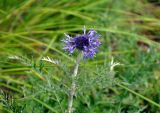 Echinops ruthenicus. Верхушка побега с соцветием. Челябинская обл., Кыштымский гор. округ, гора Сугомак, ≈ 600 м н.у.м., сухой луговой склон. 04.08.2019.