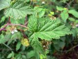 Rubus matsumuranus