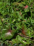 Caladium bicolor. Вегетирующее растение. Таиланд, провинция Пханг Нга, Бан Нам Кхем, опушка на кокосовой плантации. 03.10.2019.