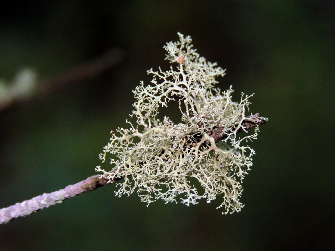 Image of Ramalina roesleri specimen.