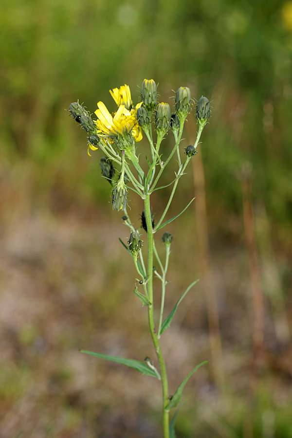 Image of Hieracium umbellatum specimen.