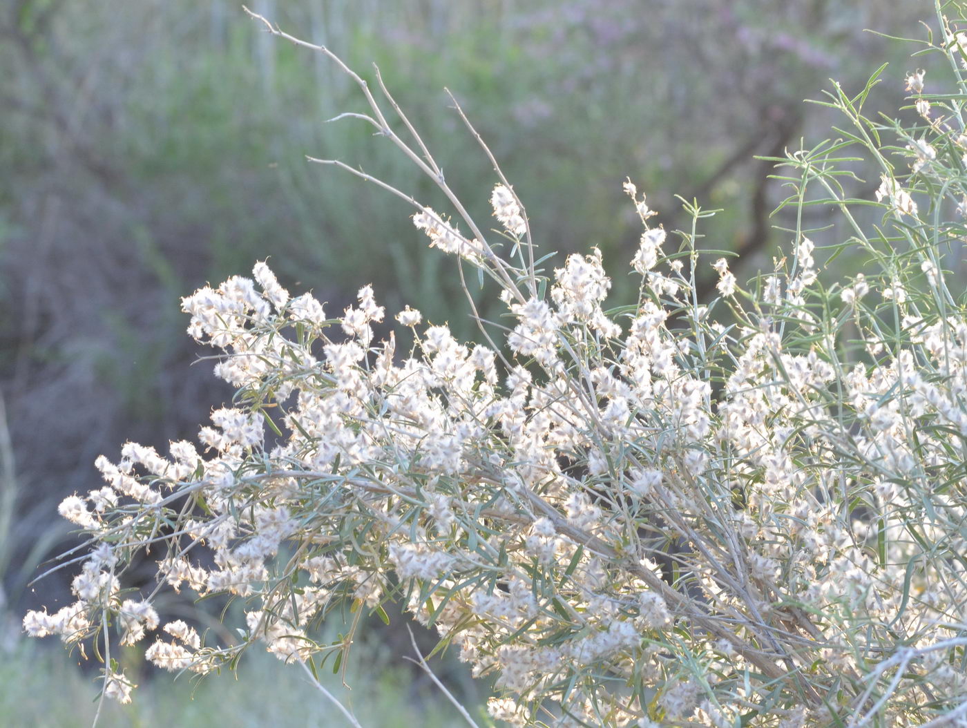 Изображение особи Astragalus brachypus.