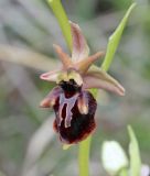 Ophrys mammosa. Цветок с некоторыми признаками Ophrys oestrifera (выраженные \"рога\" на боковых лопастях губы и однотонные наружные листочки околоцветника). Крым, окр. с. Зеленогорье, ущ. р. Пананьян-Узень, глинистый склон к реке. 28 мая 2020 г.