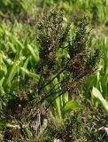 Calluna vulgaris. Растение с прошлогодними плодами. Ленинградская обл., Всеволожский р-н, окр. пос. Разметелево, песчаные карьеры. 29.05.2020.