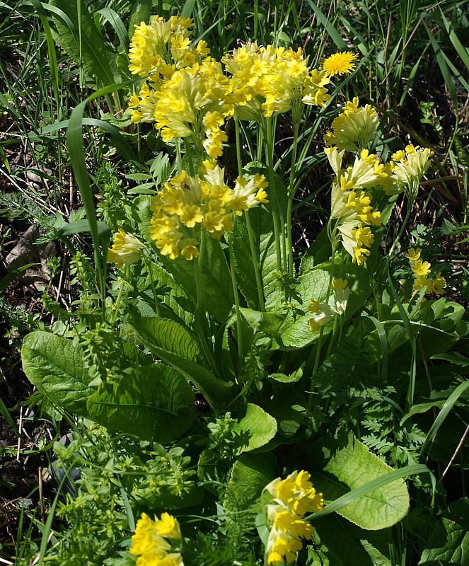 Изображение особи Primula macrocalyx.