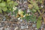 Trifolium lupinaster. Верхушка цветущего растения. Республика Алтай, Ябоганский перевал, каменистый участок. 27.07.2020.