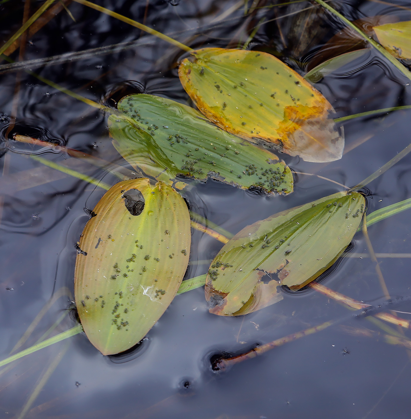 Изображение особи Potamogeton natans.