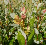 Salix phylicifolia. Повреждённая верхушка ветви с развивающимися замещающими побегами. Тверская обл., Весьегонский р-н, канава между ж.-д. насыпью и сфагновым болотом. 18 июля 2020 г.