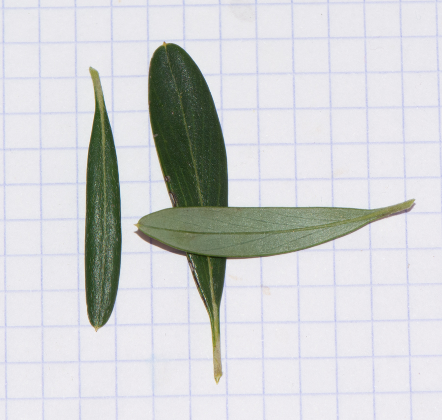 Image of Grevillea olivacea specimen.