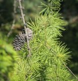 Larix occidentalis. Верхушка веточки с прошлогодней шишкой. Санкт-Петербург, Ботанический сад БИН РАН, дендрарий. 10.09.2020.