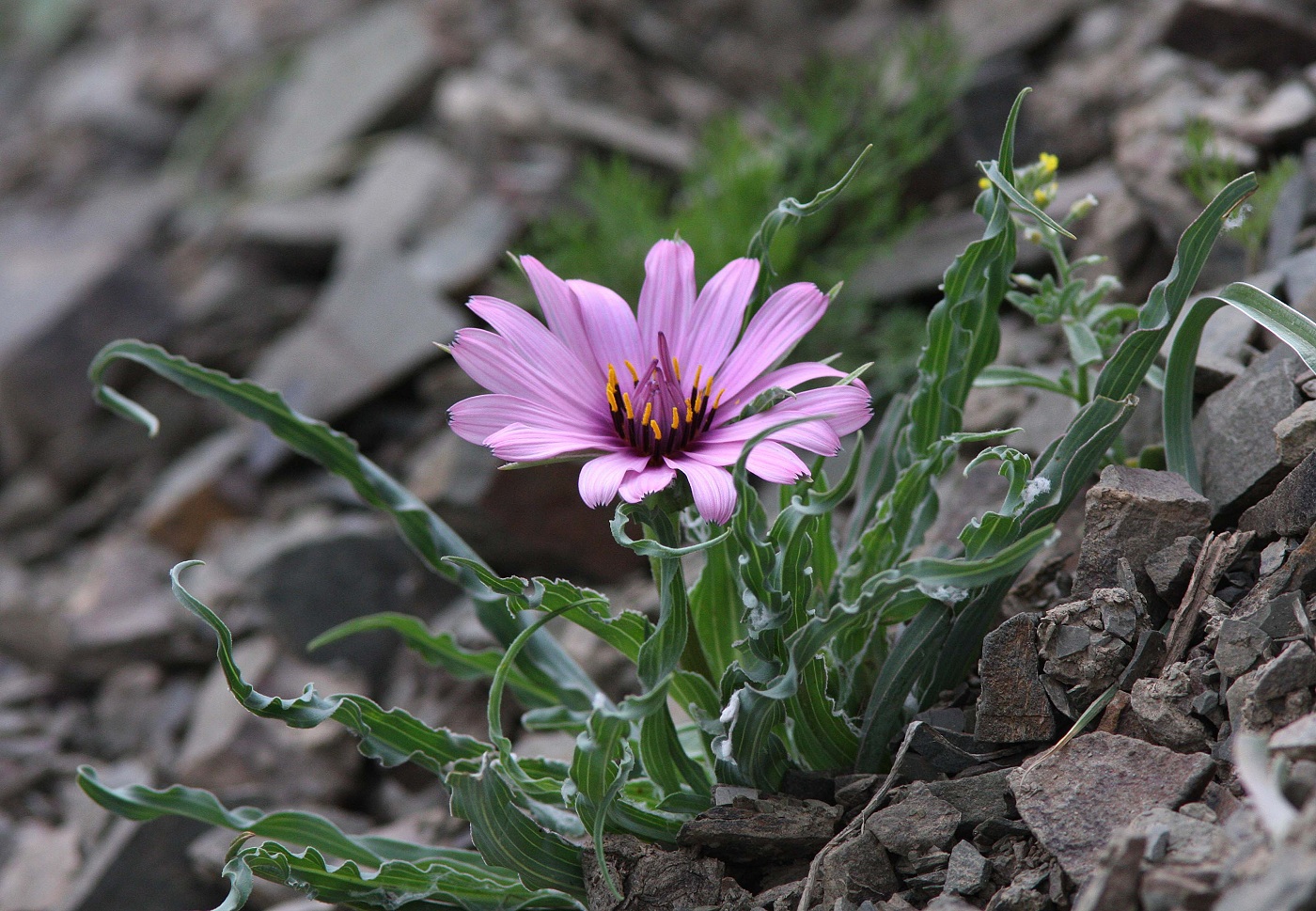 Изображение особи Tragopogon marginifolius.