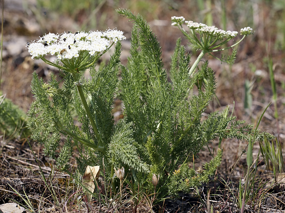 Image of Schrenkia golickeana specimen.