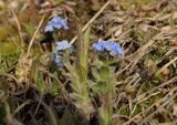 семейство Boraginaceae