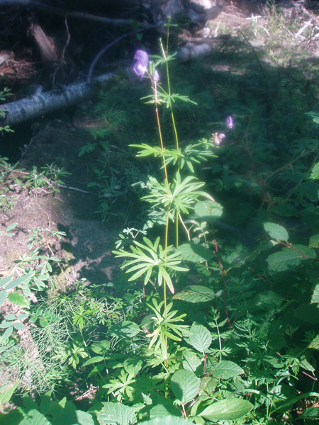 Image of genus Aconitum specimen.