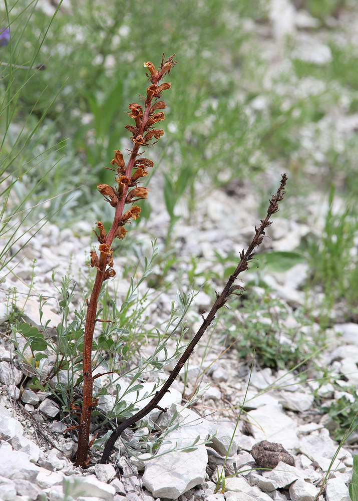 Image of Orobanche kurdica specimen.