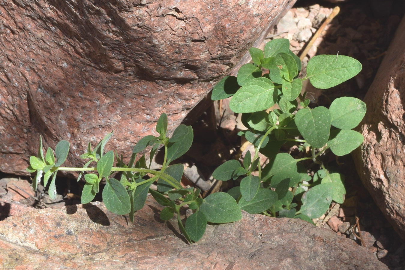 Image of Parietaria chersonensis specimen.