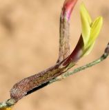 Astragalus marguzaricus