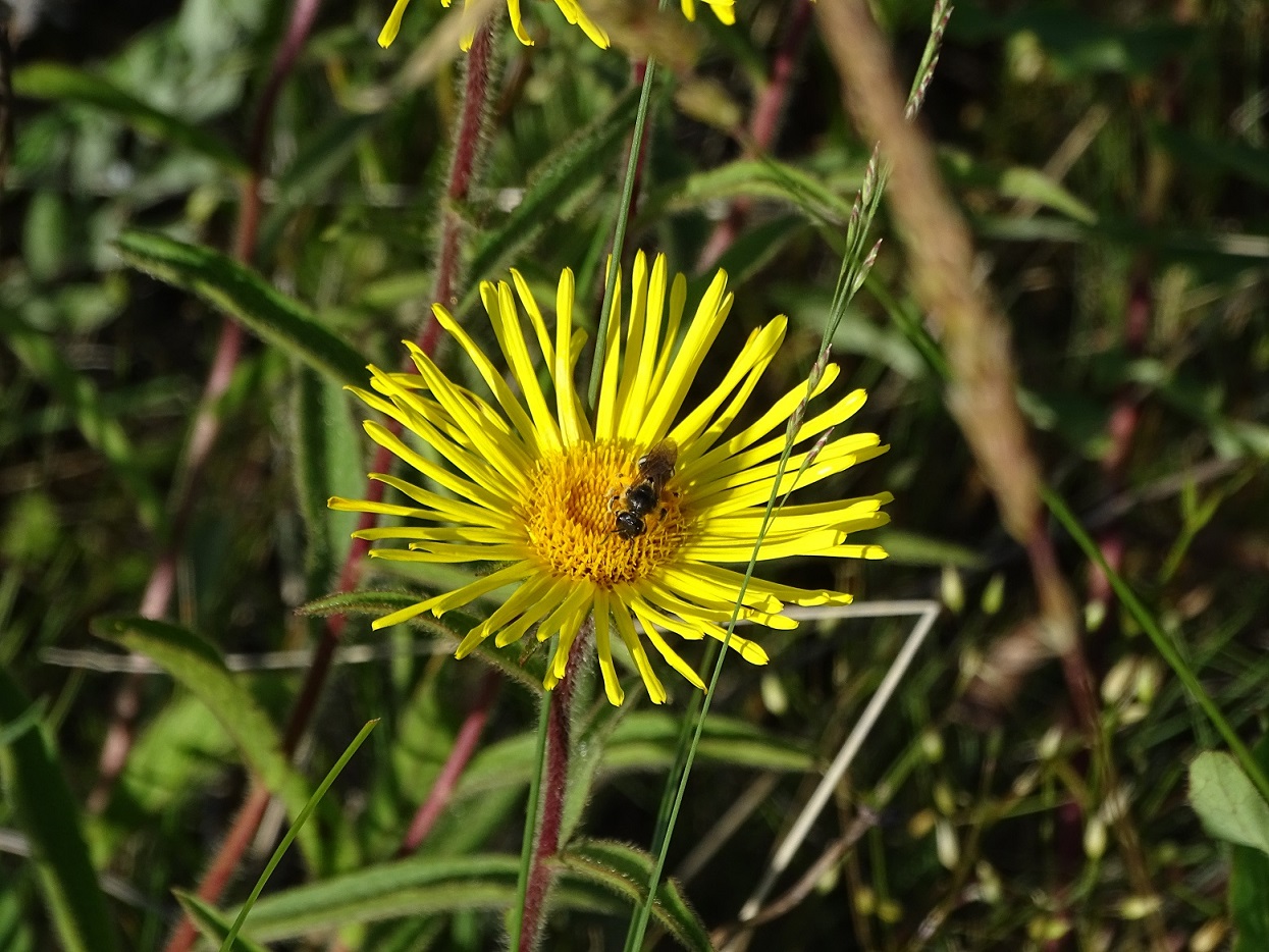 Image of Inula hirta specimen.