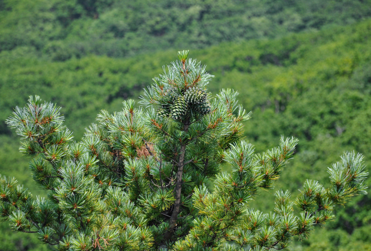 Изображение особи Pinus koraiensis.