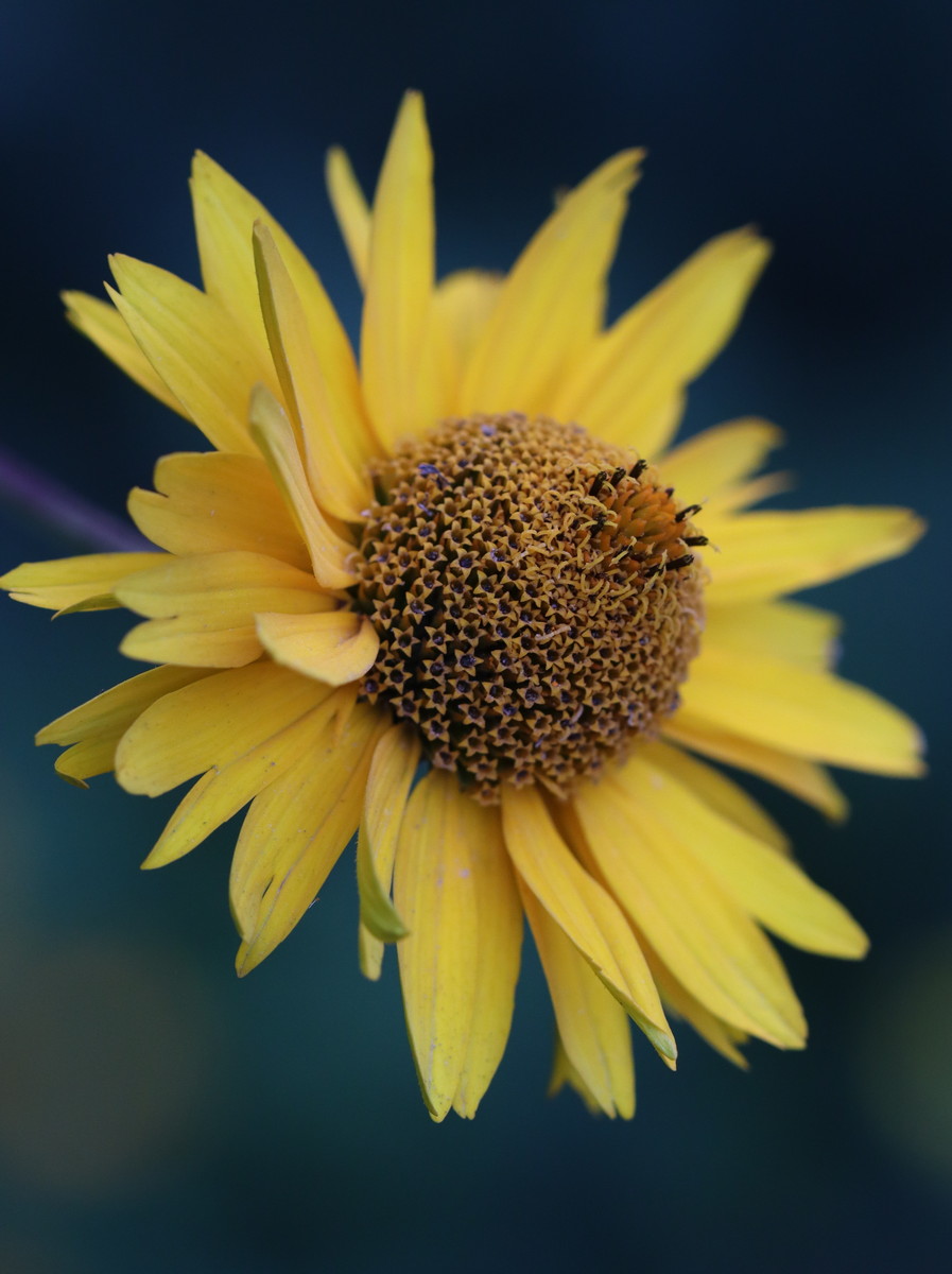 Image of Heliopsis helianthoides specimen.