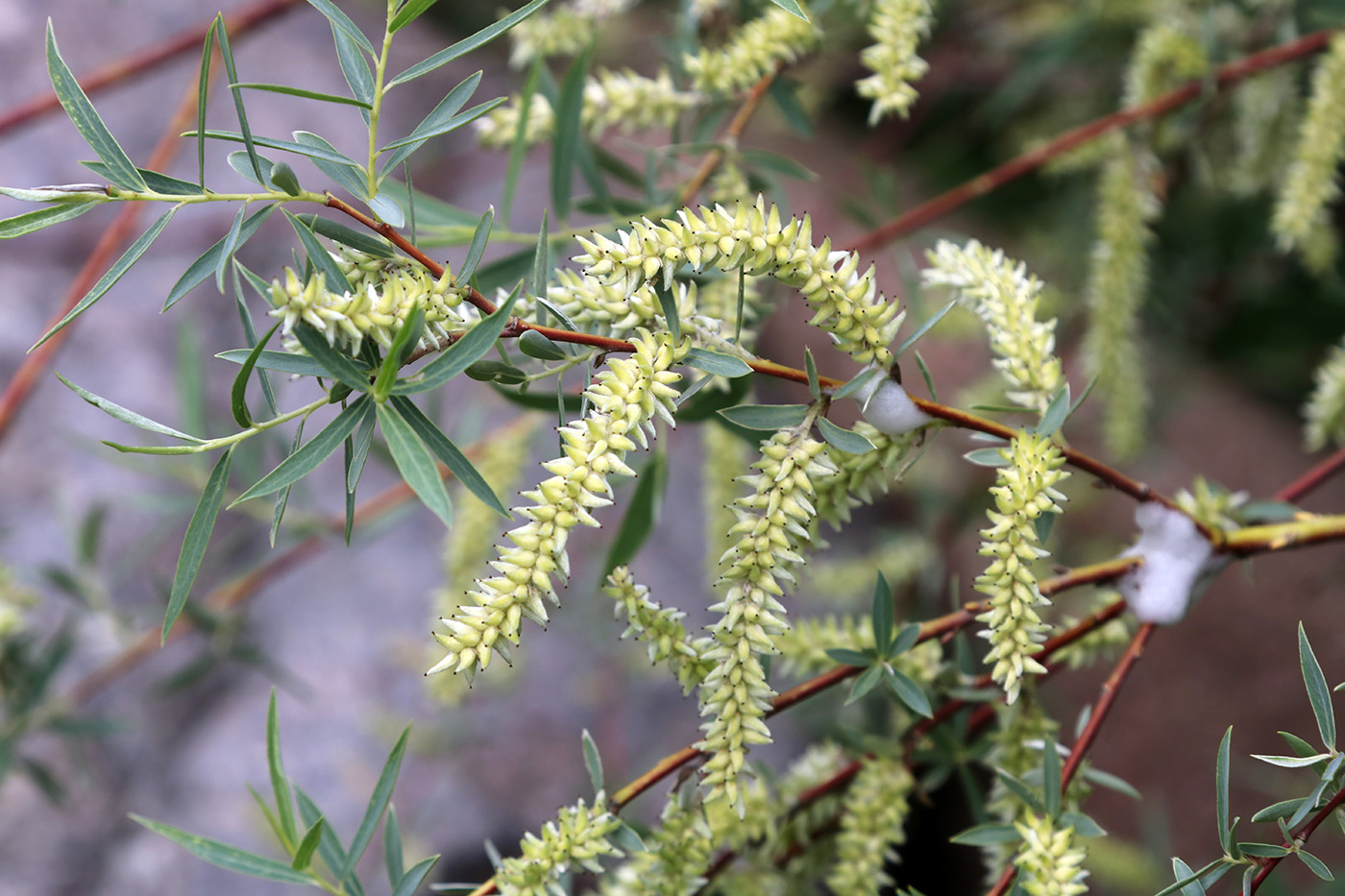 Изображение особи Salix blakii.