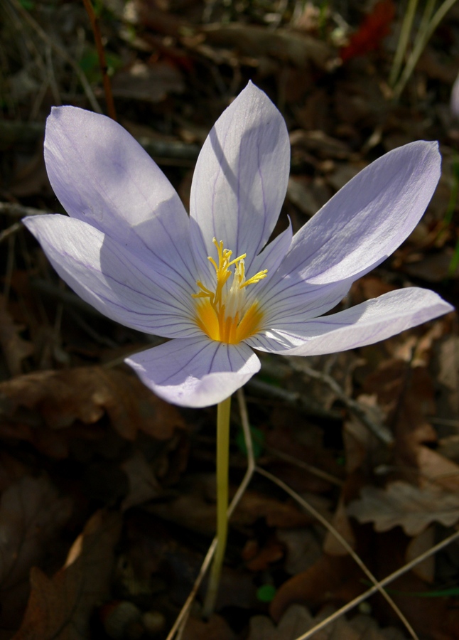 Изображение особи Crocus pulchellus.