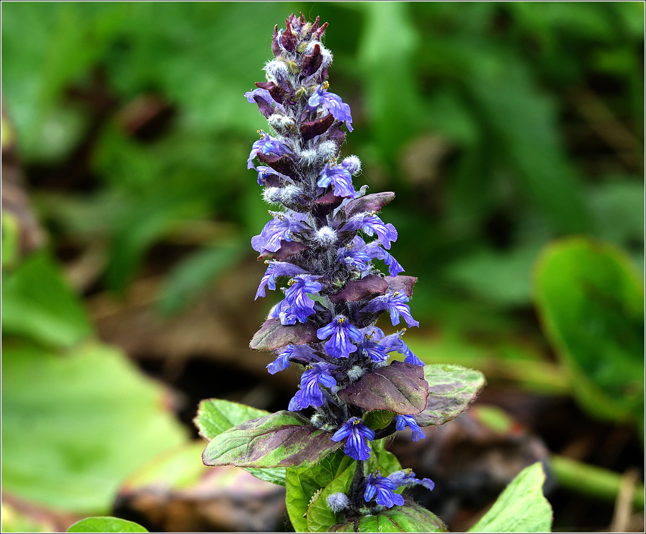 Image of Ajuga reptans specimen.