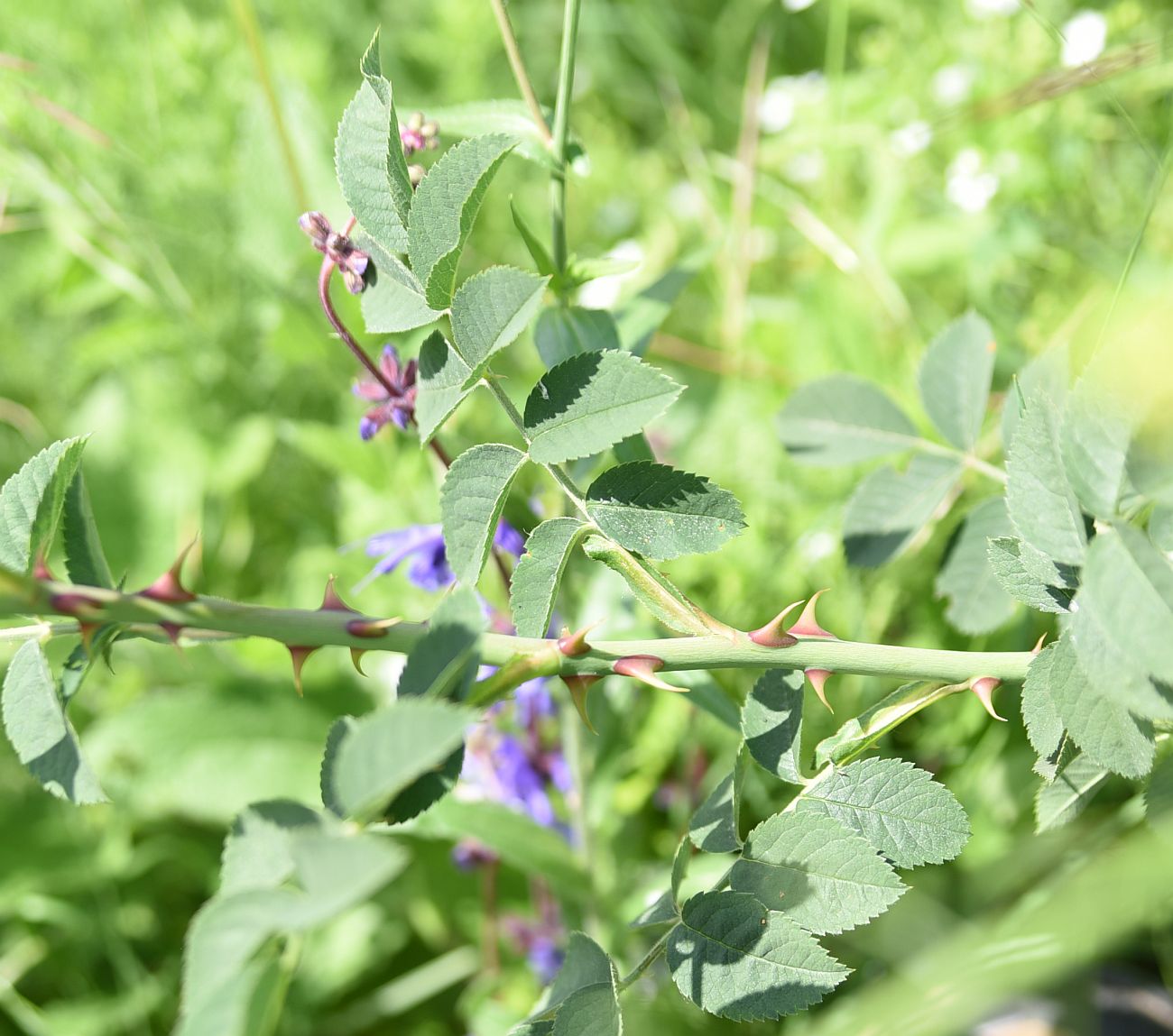 Image of genus Rosa specimen.