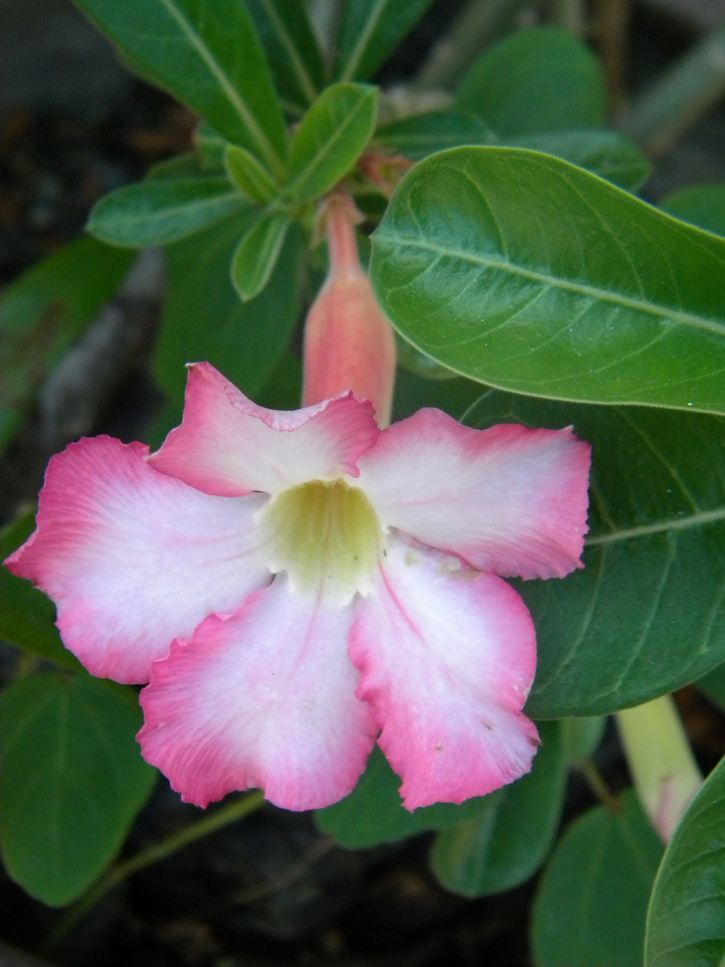 Image of Adenium obesum specimen.