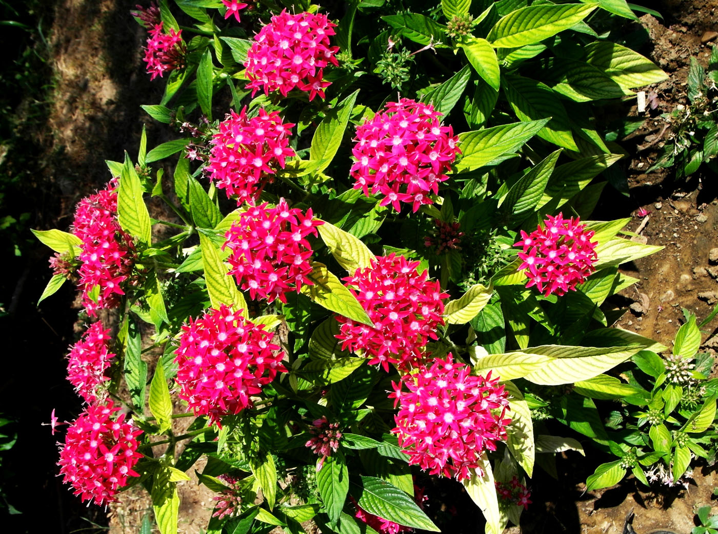 Изображение особи Pentas lanceolata.