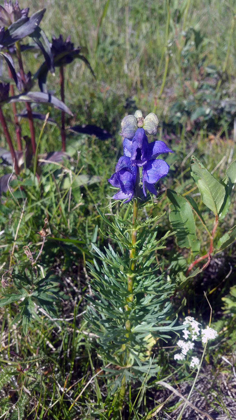 Изображение особи род Aconitum.