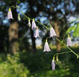 Adenophora liliifolia. Верхушка соцветия. Ульяновская обл., Мелекесский р-н, окр. г. Димитровград, пойма в нижнем течении р. Бол. Авраль при впадении в р. Бол. Черемшан, дубовое редколесье на берегу старицы. 23.07.2022.