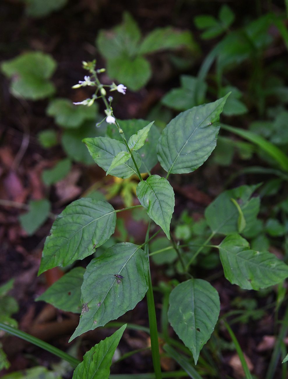 Изображение особи Circaea lutetiana.