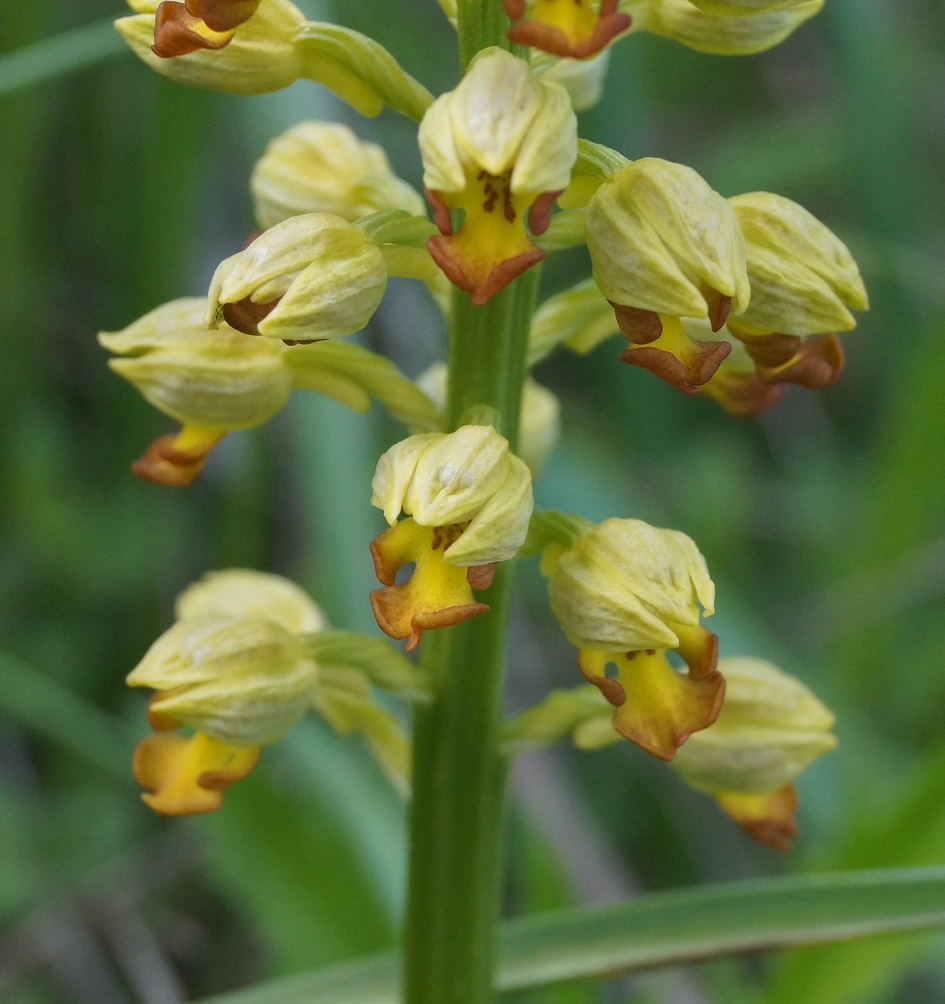 Image of Orchis punctulata specimen.