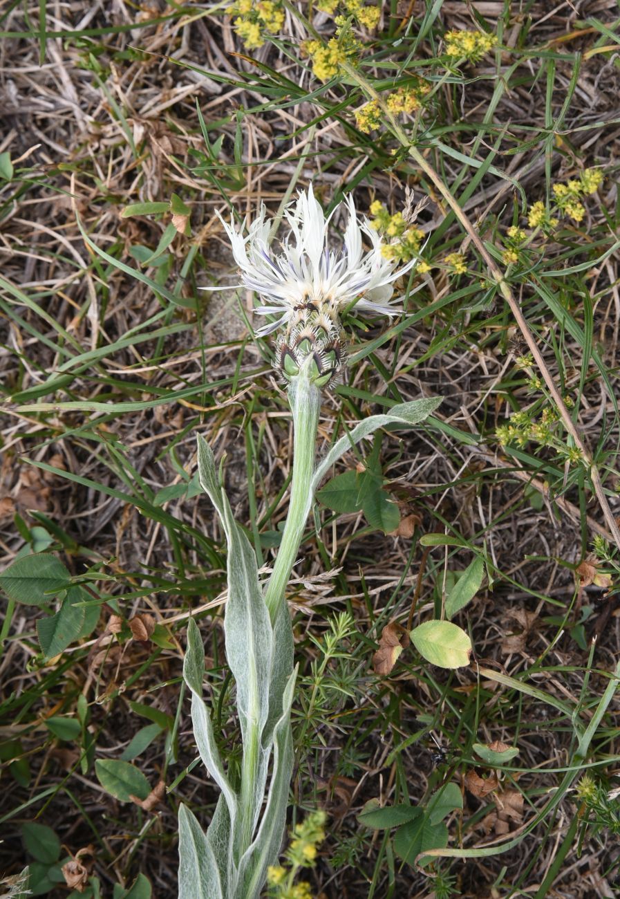 Image of Centaurea cheiranthifolia specimen.