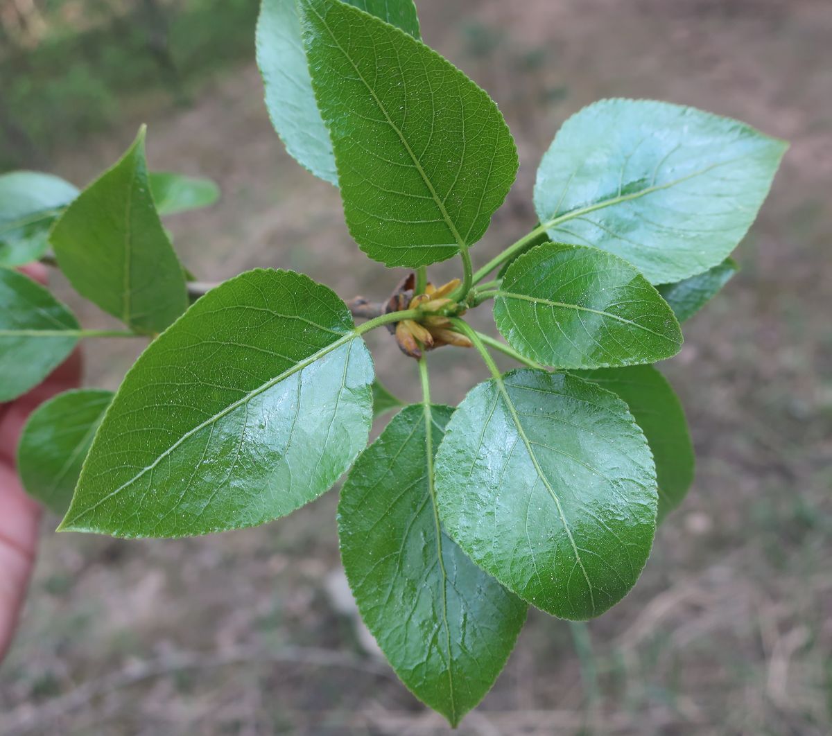 Image of genus Populus specimen.