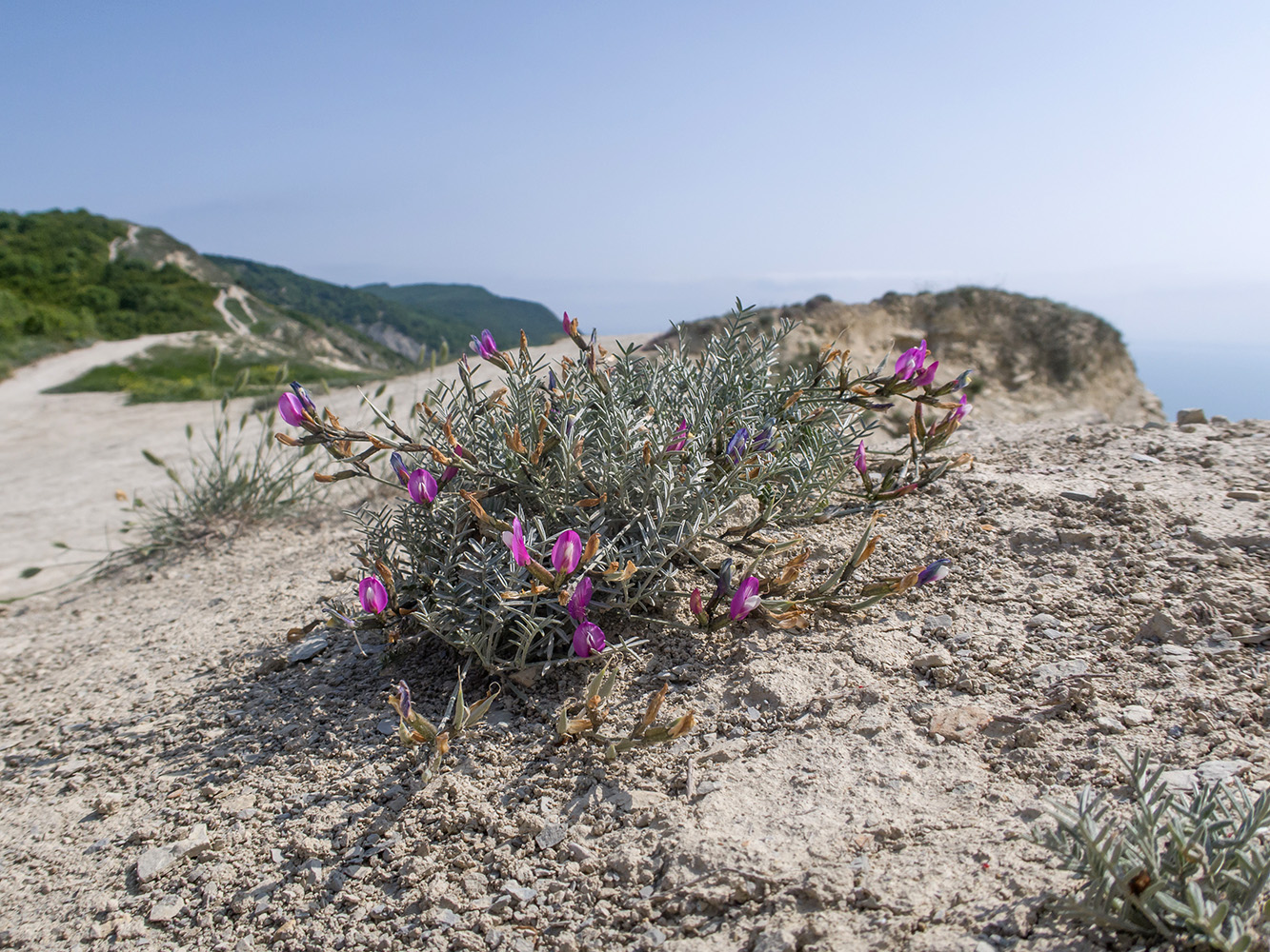 Изображение особи Astragalus subuliformis.