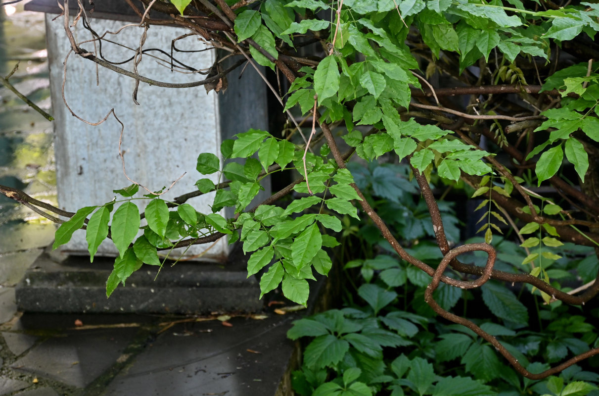 Image of Wisteria sinensis specimen.