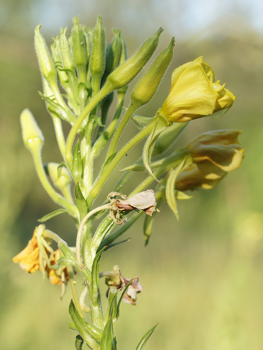 Изображение особи Oenothera biennis.