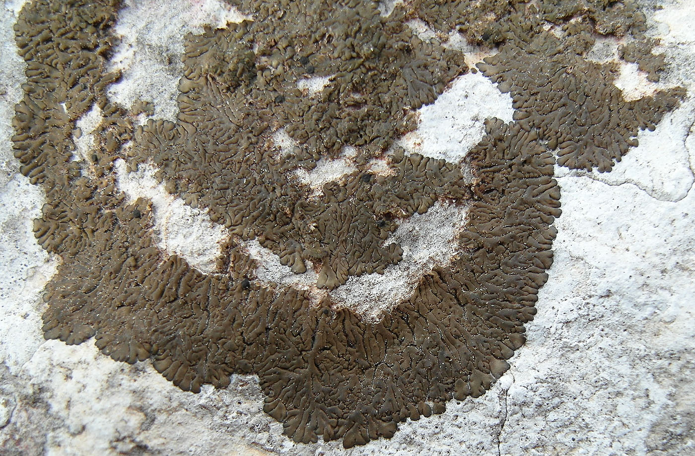 Изображение особи Placolecis opaca.