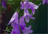 Campanula rapunculoides