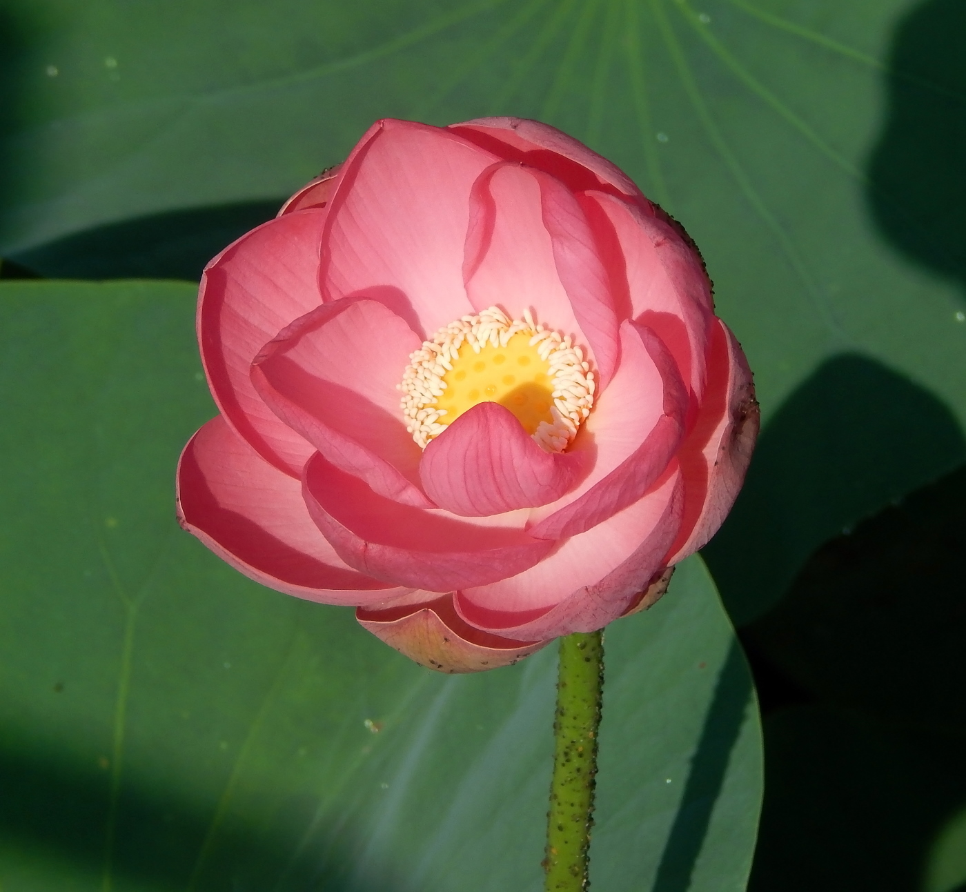 Image of Nelumbo caspica specimen.