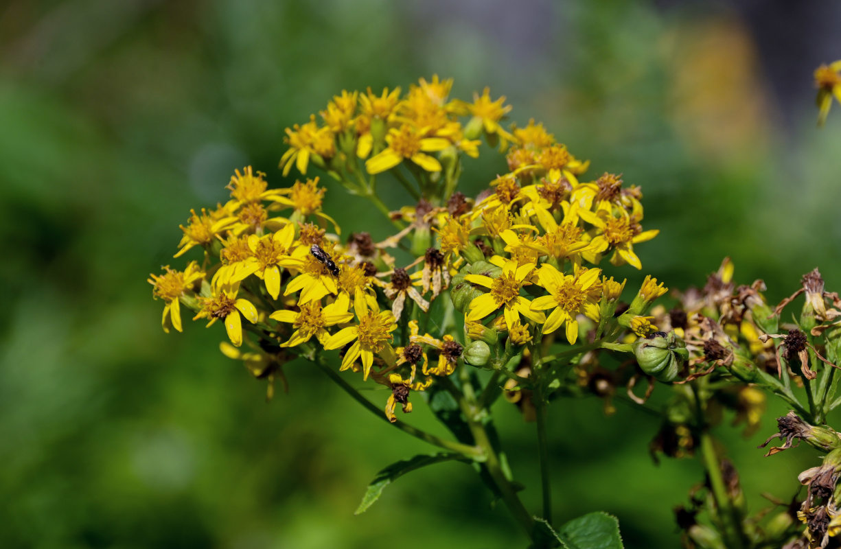 Image of Senecio cannabifolius specimen.