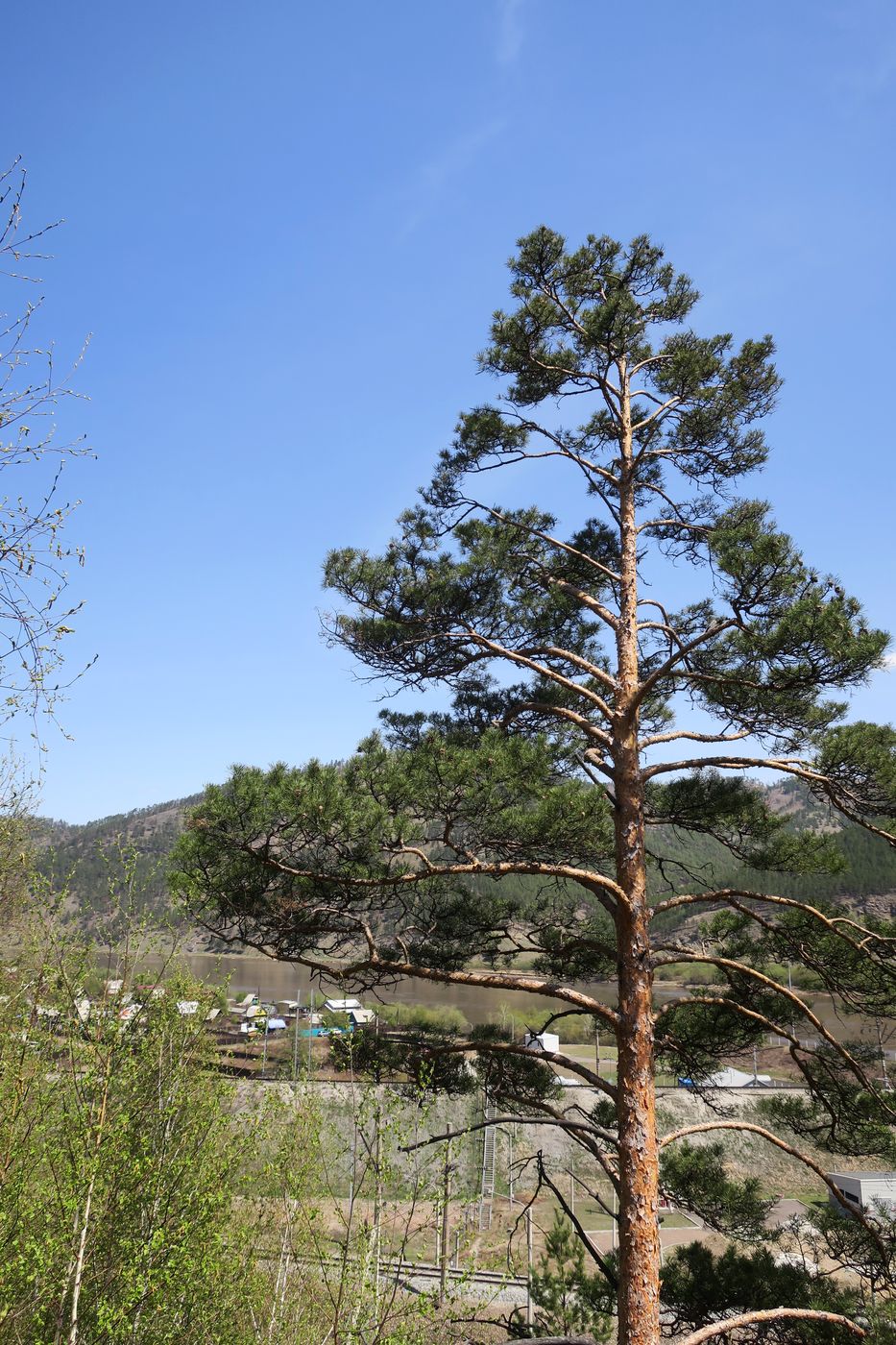 Image of Pinus sylvestris specimen.