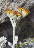 Senecio leucophyllus. Верхушка побега с отцветающим соцветием. Испания, автономное сообщество Каталония, провинция Жирона, комарка Рипольес, муниципалитет Сеткасес, курорт \"Вальтер 2000\", ≈2200 м н.у.м., нижняя часть склона зап. экспозиции, каменистое ложе временного потока. 03.07.2022.